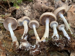 Cortinarius modestus