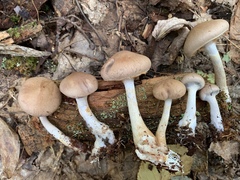 Cortinarius modestus