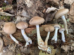 Cortinarius modestus