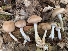Cortinarius modestus