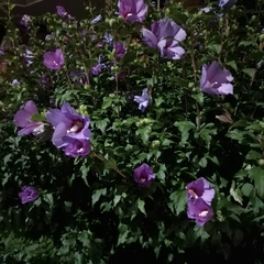 Hibiscus syriacus