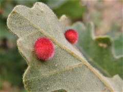 Atrusca trimaculosa