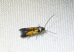 Chrysoclista linneella