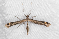 Anstenoptilia marmarodactyla