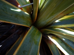 Aciphylla