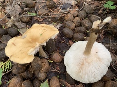 Melanoleuca alboflavida