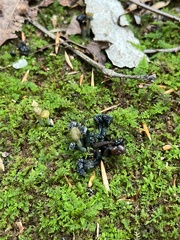 Hypomyces leotiicola