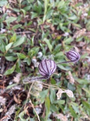 Silene uralensis