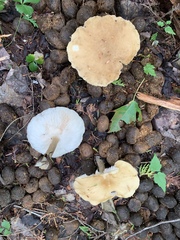 Melanoleuca alboflavida