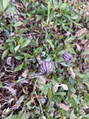 Silene uralensis