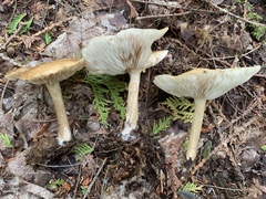 Melanoleuca alboflavida