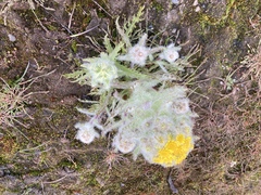 Tephroseris palustris