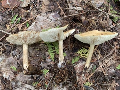 Melanoleuca alboflavida