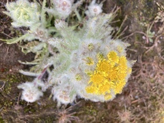 Tephroseris palustris