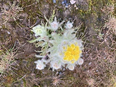 Tephroseris palustris