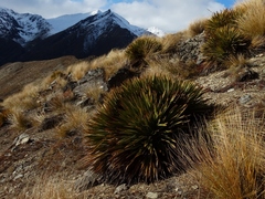 Aciphylla