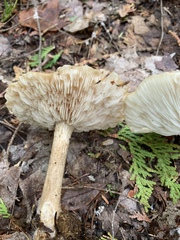 Melanoleuca alboflavida