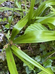 Anticlea occidentalis