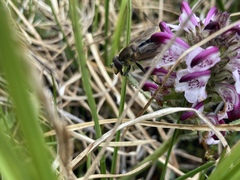 Sericomyia tolli