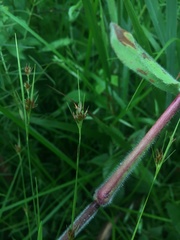 Rhynchospora gracilenta