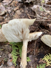 Melanoleuca alboflavida