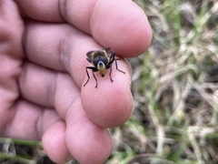 Sericomyia tolli