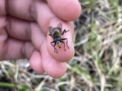 Sericomyia tolli