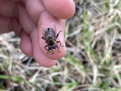 Sericomyia tolli