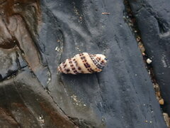 Maculotriton serriale