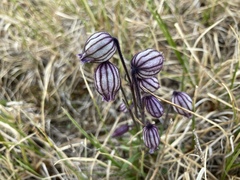 Silene uralensis