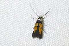 Chrysoclista linneella
