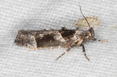Pseudochelaria scabrella