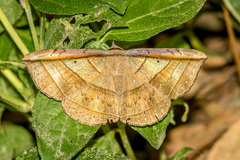 Entomogramma fautrix