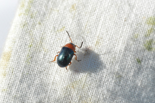 Knotweed Leaf Beetle photo 5