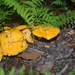 Cantharellus enelensis - Photo (c) Nick Belliveau, some rights reserved (CC BY-NC), uploaded by Nick Belliveau