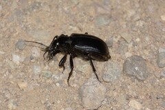 Calosoma peregrinator