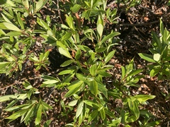 Salix pulchra