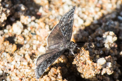 Erynnis afranius