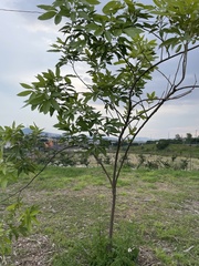 Casimiroa
