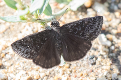 Erynnis afranius