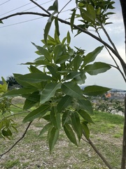 Casimiroa