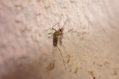 Aedes epactius