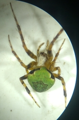 Araneus detrimentosus