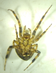 Araneus detrimentosus