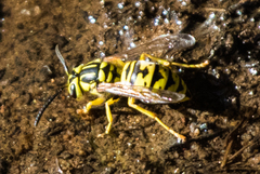 Vespula sulphurea