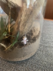 Hemidactylus turcicus