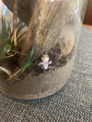 Hemidactylus turcicus