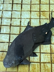 Piaractus brachypomus
