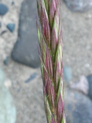 Elymus violaceus