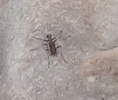 Cicindela marginipennis